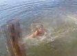 WATCH: It's Not Nice To Do This To A Manatee!