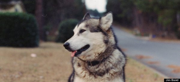 Meet The Canine Minister To A Man With Alzheimer's
