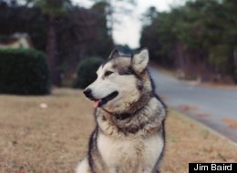 Meet The Canine Minister To A Man With Alzheimer's