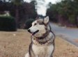 Meet The Canine Minister To A Man With Alzheimer's