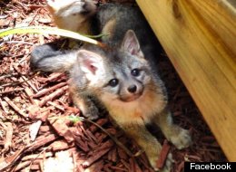 http://i.huffpost.com/gen/1148084/thumbs/s-FACEBOOK-FOXES-large.jpg?6