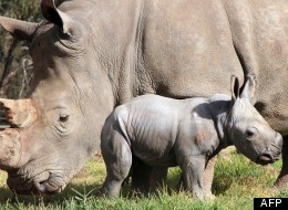 Naissance d'un rhinocéros blanc dans un zoo australien