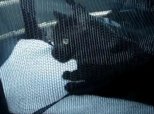 Cat Says Al Gore