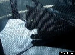 WATCH: Cat Says 'Al Gore'