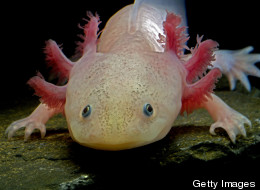 REVEALED: Secret Of Salamander's Amazing Limb Regrowth