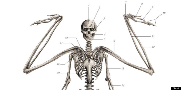 Mythological Creature Skeletons (PHOTOS) | HuffPost