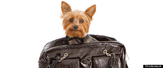 CHRISTOPHER YOUNG DOG THEFT
