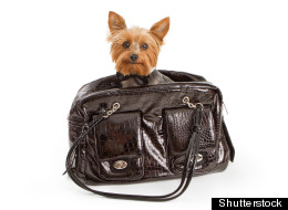 http://i.huffpost.com/gen/1149357/thumbs/s-CHRISTOPHER-YOUNG-DOG-THEFT-large.jpg?15