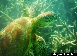 An Instagram Hay Day In Australia