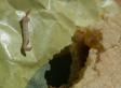 You Won't Believe What Grossed Out Student Allegedly Found In McMuffin