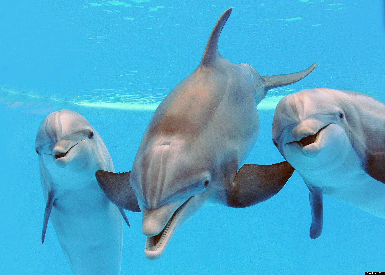 Pregnant Dolphins: Brookfield Zoo Announces 3 Bottlenose Dolphins Are