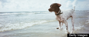 PHOTOS: Why California Dogs Are The Luckiest