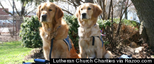 Therapy Dogs Who Helped Newtown, Boston Heal Oklahoma-Bound