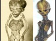 Search Begins For 6-Inch Alien's Earthling Cousin