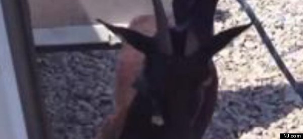 Goat Snarls Traffic On NJ's Pulaski Skyway