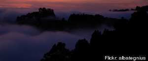 Will UC Berkeley Cut 85,000 Trees?