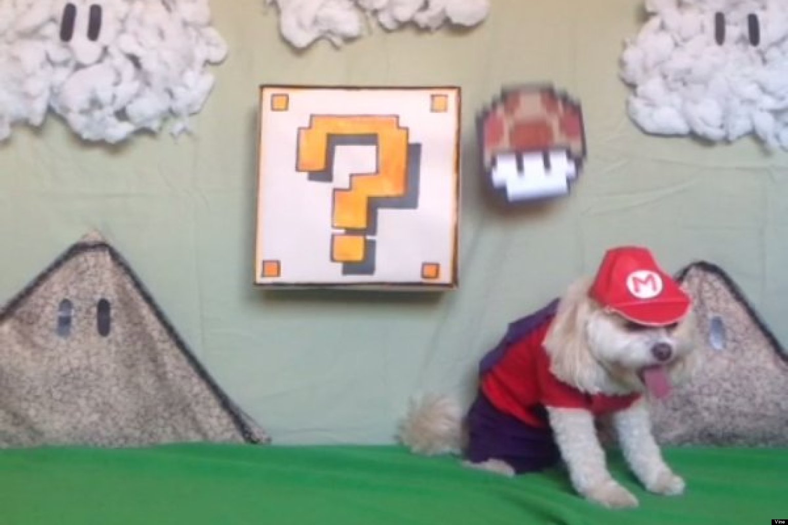 Super Mario Dog Powers Up In Awesomest Vine Ever (VIDEO)