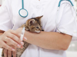 Veterinario