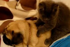 Cat massages pug
