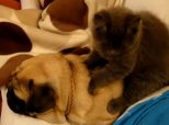 Cat Massages Pug