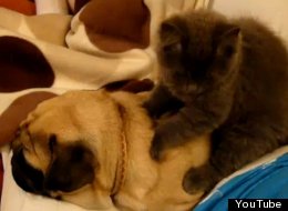 WATCH: Cat Massages Snoring Pug