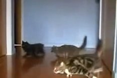 Cats running around house