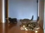 Cat Formula One