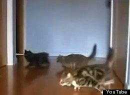 WATCH: Cat Formula One!