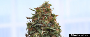 Angelenos Choose The Middle Road On Marijuana