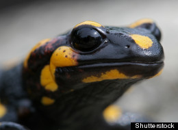 Comment la salamandre permettrait de régénérer les membres du corps humain