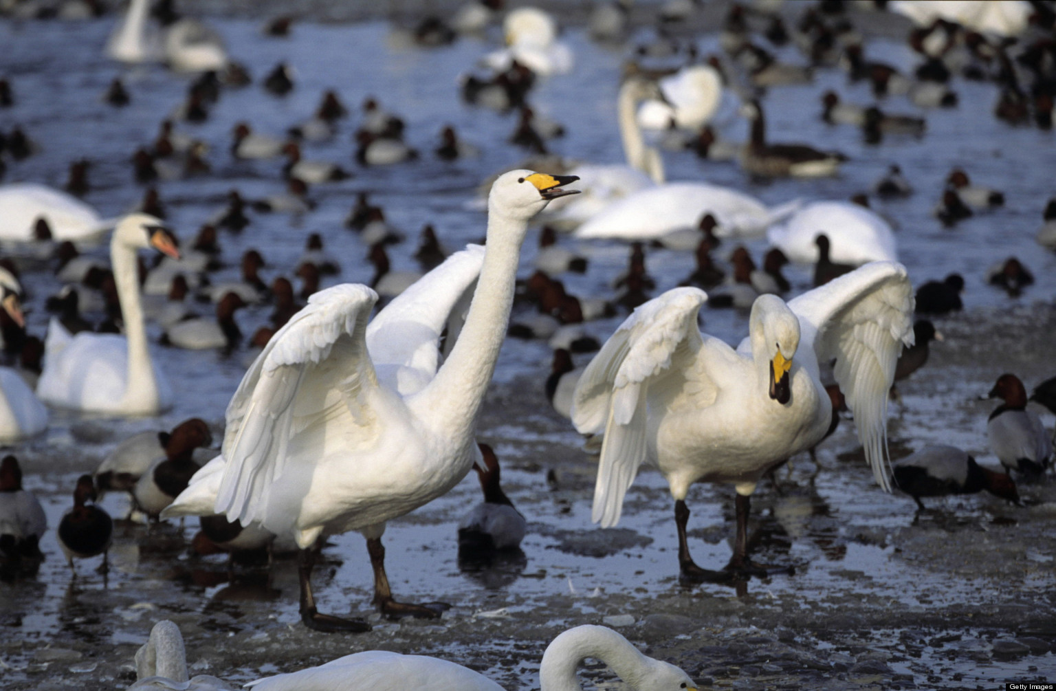 ontario-s-wildlife-needs-continued-protection-david-suzuki