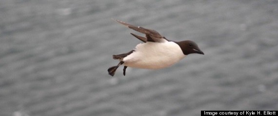 Penguins Fly