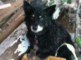 DOG GUARDS OWNER TORNADO