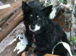 Dog Guards Owner Tornado