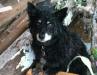 DOG GUARDS OWNER TORNADO