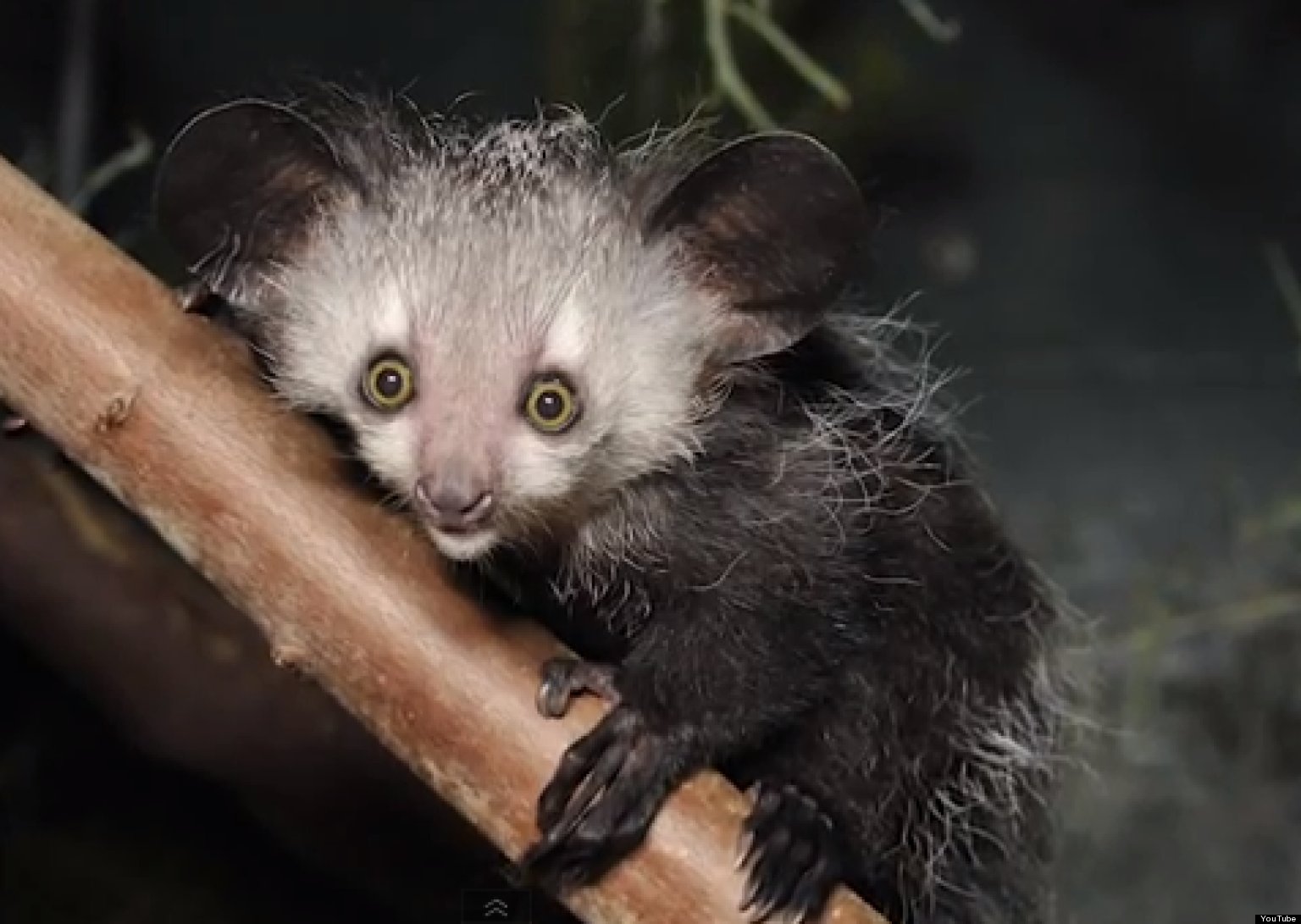 Scientists Sequence Genome of Aye-Aye | Biology | Sci-News.com