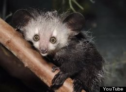 http://i.huffpost.com/gen/1151440/thumbs/s-AYEAYE-large.jpg?6