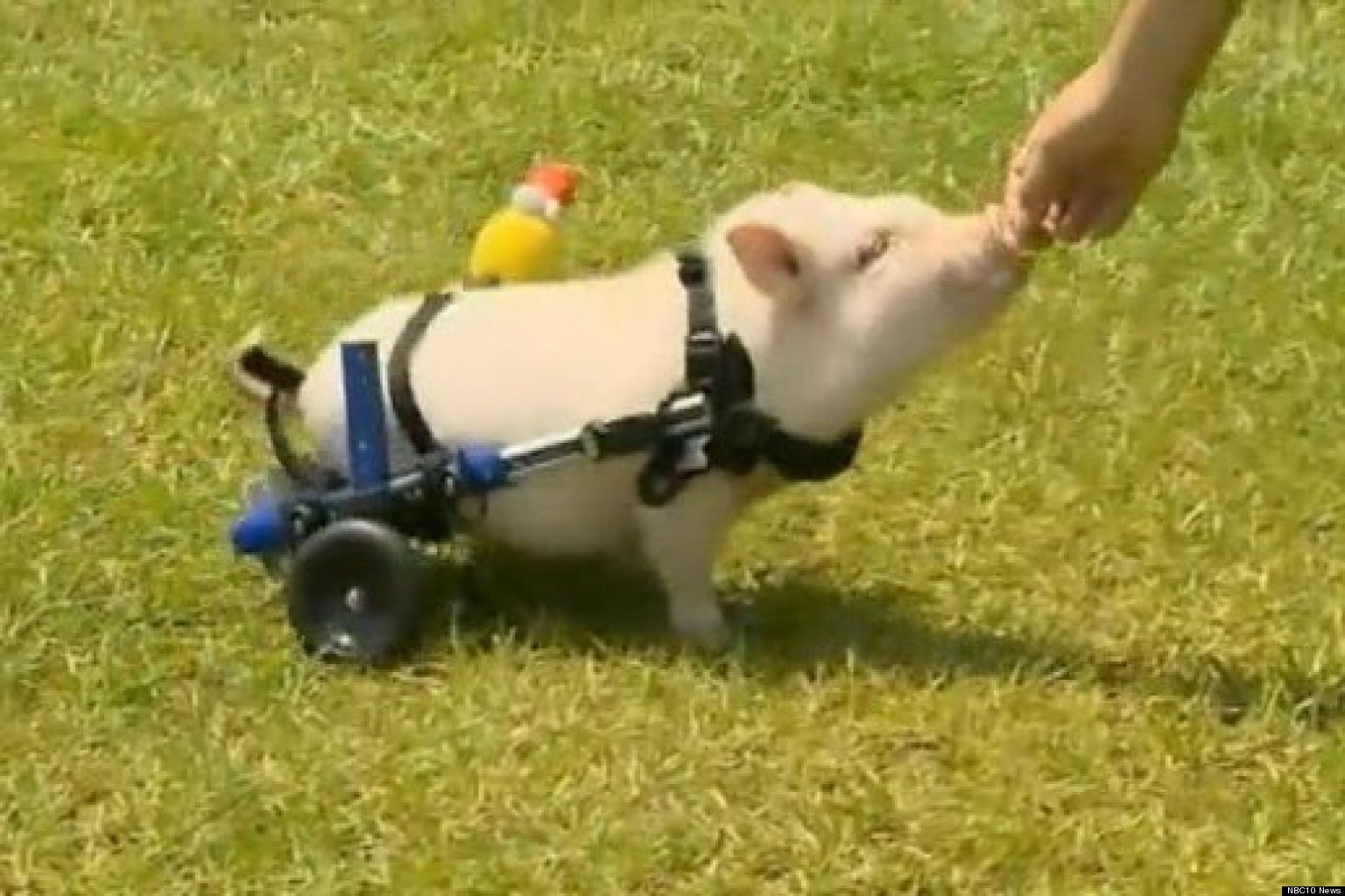 Chris P. Bacon, The Pig On Wheels, Is Bigger And Better Than Ever (VIDEO)