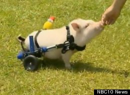 http://i.huffpost.com/gen/1151621/thumbs/s-CHRIS-P-BACON-large.jpg?15