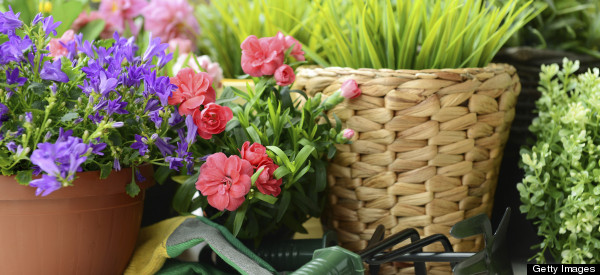 Fleurs gratuites pour les Montréalais