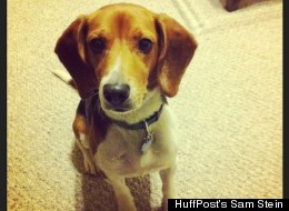 New Bill Would Allow Pets On Amtrak