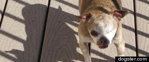 LOOK: Puppy Mill Survivors Teddy and Harley Are On A Rescue Mission