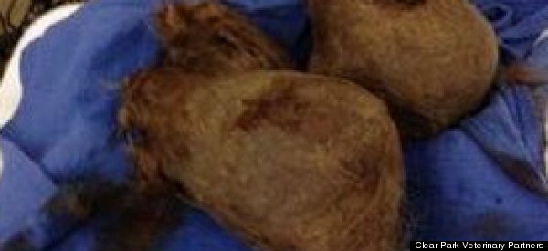 Surgeon's Remove Giant Hairball From Tiger