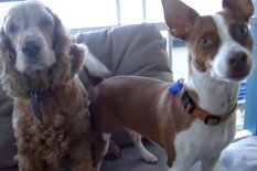 Two dogs standing up