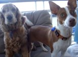 Dogs Magic Word