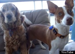 WATCH: Dogs Respond To Magic Word