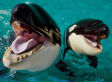 The World's Most Intelligent Animals (PHOTOS)