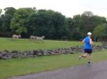 Fota Wildlife Park Cheetah Run