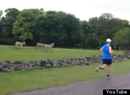 WATCH: Zoo Animals Take Part In Charity Run