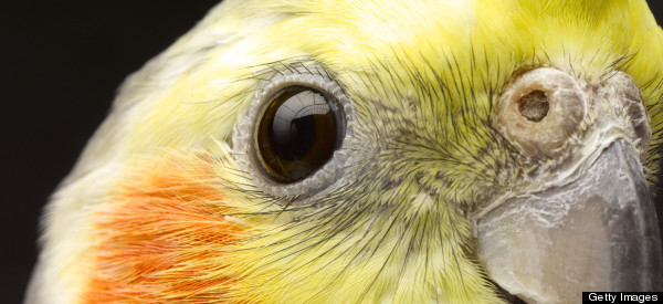 COCKATOO MUCH: Bird-Flavored Ice Cream Is Real